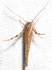 Stathmopoda cephalaea