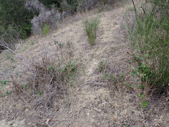 Odocoileus hemionus columbianus