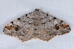 Macaria signaria