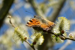 Nymphalis polychloros