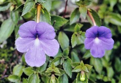 Achimenes longiflora
