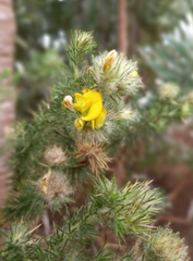 Aspalathus chenopoda