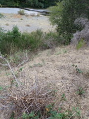 Odocoileus hemionus columbianus