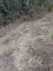 Odocoileus hemionus columbianus