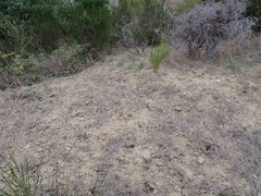 Odocoileus hemionus columbianus