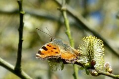 Nymphalis polychloros