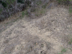 Odocoileus hemionus columbianus