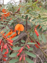 Sesbania punicea