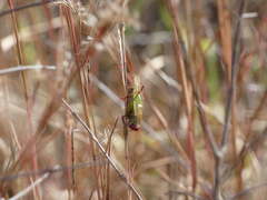 Orchelimum pulchellum