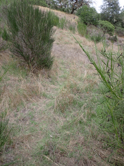 Odocoileus hemionus columbianus