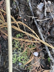 Riccia huebeneriana