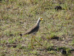Vanellus senegallus