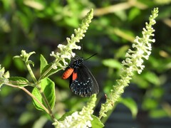Eumaeus atala