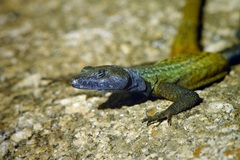 Platysaurus intermedius