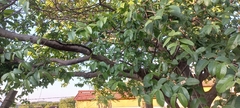 Psidium guajava