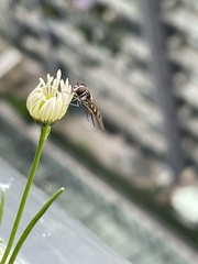 Simosyrphus grandicornis