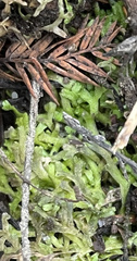 Riccia huebeneriana
