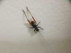 Trigonidium cicindeloides