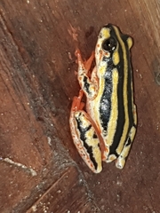 Hyperolius marmoratus taeniatus