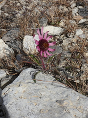 Echinacea tennesseensis