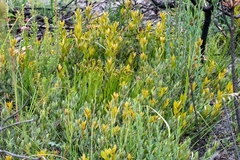 Schizaea pectinata