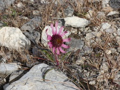 Echinacea tennesseensis