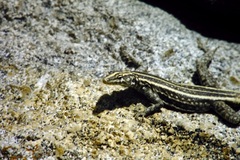 Platysaurus intermedius