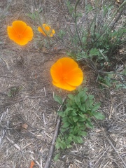 Eschscholzia californica