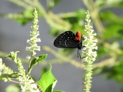 Eumaeus atala