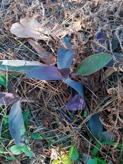 Tradescantia pallida