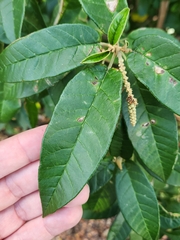 Croton cortesianus