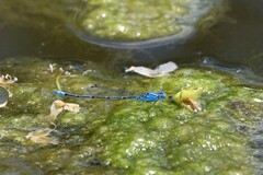 Pseudagrion cingillum