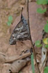 Libythea laius