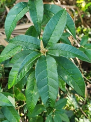 Croton cortesianus