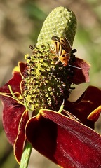 Calocoris barberi