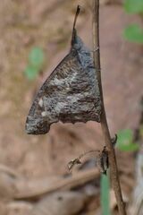 Libythea laius