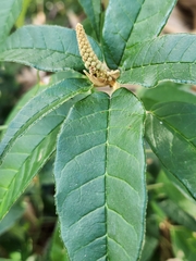 Croton cortesianus