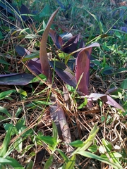 Tradescantia pallida