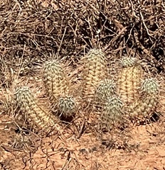 Echinocereus engelmannii fasciculatus