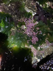 Calliarthron tuberculosum