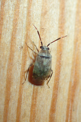 Eurystylus bellevoyei