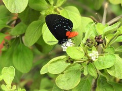 Eumaeus atala