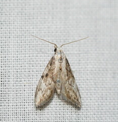 Nola paroxynta