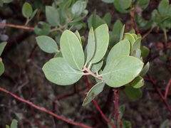Arctostaphylos manzanita