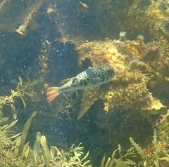 Tetractenos glaber