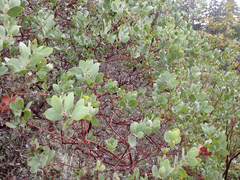 Arctostaphylos manzanita