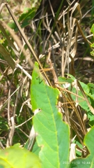 Tetanorhynchini