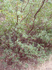 Arctostaphylos manzanita