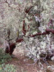 Arctostaphylos manzanita