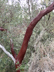Arctostaphylos manzanita